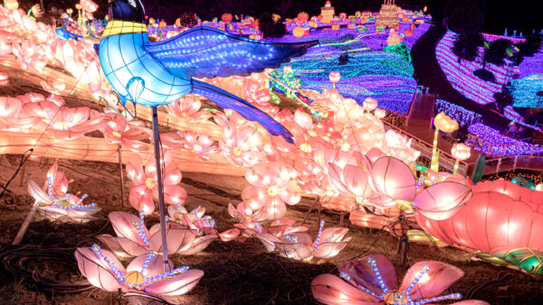 伊豆の夜を彩る、圧巻のイルミネーション体験『伊豆高原グランイルミ』