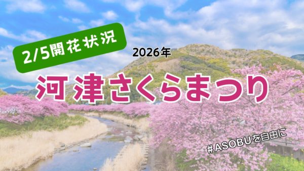 🌸河津桜 開花状況のお知らせ（2/5時点）